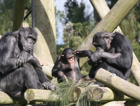 Bilim İnsanları Şempanze Dilini İlk Kez Çevirmeyi Başardı